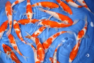 Baby Japanese Koi , 9 Wonderful Koi Fish Sales In pisces Category