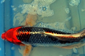 Butterfly Koi Varieties , 8 Charming Koi Fishes For Sale In pisces Category