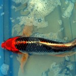 Butterfly Koi Varieties , 8 Amazing Giant Koi Fish For Sale In pisces Category