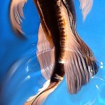 Butterfly Koi , 6 Beautiful Butterfly Koi Fish Care In pisces Category