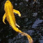 Chicago Koi , 7 Cool Koi Fish For Sale In Miami In pisces Category