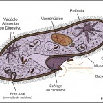 Description Paramecium sp , 8 Paramecium Images In Cell Category