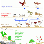 Desert Food Chain Image , Desert Food Chain Pictures In Ecosystem Category