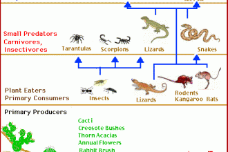 Desert Food Chain Image in Cell