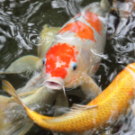 Fish Facts , 6 Good Facts About Koi Fish In pisces Category
