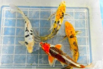 KOI FISH High Quality Best Prices , 7 Cool Koi Fish For Sale In Miami In pisces Category