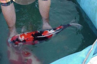 Koi Fish Breeding in Scientific data