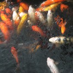 Koi Fish Carp , 9 Nice Caring For Koi Fish In pisces Category