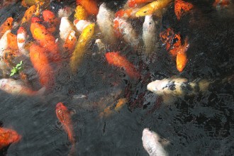 Koi Fish Carp , 9 Nice Caring For Koi Fish In pisces Category