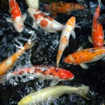 Koi Fish Carp Wallpaper , 6 Nice Koi Fishes In pisces Category