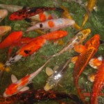 Koi Fish Farm , 8 Nice Prices For Koi Fish In pisces Category