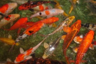 Koi Fish Farm in pisces