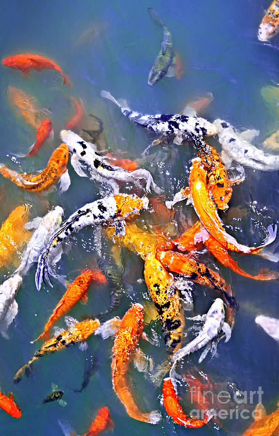 pisces , 5 Beautiful Koi Fish Prints : Koi Fish In Pond Photograph