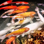 Koi Fish Pond , 6 Fabulous Koi Fish Ponds For Sale In pisces Category