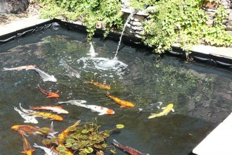 Koi Fish Pond Design in Plants