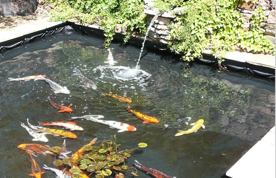 Koi Fish Pond Design