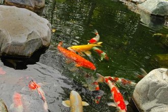 Koi Fish Pond Winter , 5 Nice Koi Fish Stores In pisces Category