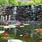 Koi Fish Ponds , 6 Good Pictures Of Koi Fish Ponds In pisces Category