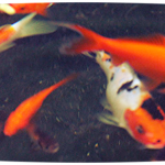 Koi Fish Prices , 7 Top Prices Of Koi Fish In pisces Category
