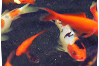 Koi Fish Prices , 7 Fabulous Koi Fish Cost In pisces Category