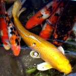 Koi Fish , 6 Good Facts About Koi Fish In pisces Category