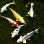 Koi Fish , 6 Nice Koi Fishes In pisces Category