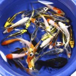 Koi For Sale , 8 Charming Koi Fish Hatchery In pisces Category