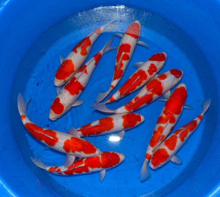 koi kichi