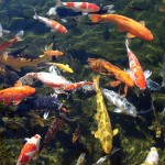Koi Pond , 6 Charming Koi Fish In Las Vegas In pisces Category