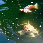 Koi fish paddle , 8 Amazing Giant Koi Fish For Sale In pisces Category