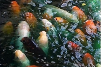Koi fish swimming in pisces