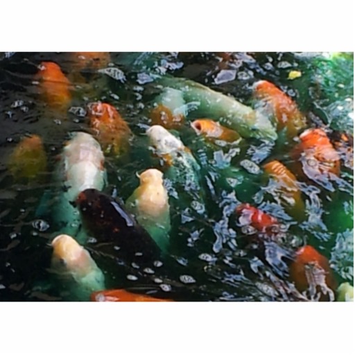 Koi fish swimming