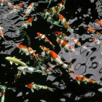 Koi fish , 8 Lovely Koi Fish Farms In pisces Category