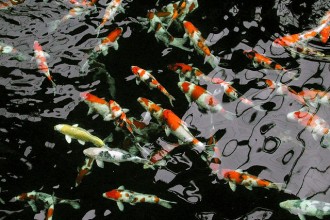 Koi fish in Amphibia