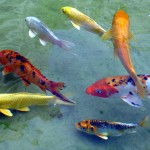 Koi fish , 8 Lovely Koi Fish Farms In pisces Category