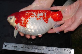 Large Ghost Koi , 8 Amazing Giant Koi Fish For Sale In pisces Category