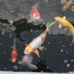 Large Japanese Koi Fish , 7 Fabulous Huge Koi Fish For Sale In pisces Category