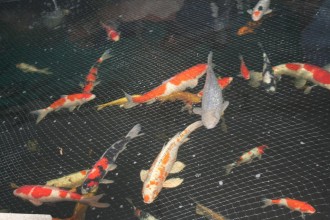 Large Japanese Koi Fish , 7 Awesome Koi Fish Los Angeles In pisces Category