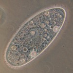Paramecium image , 8 Paramecium Images In Cell Category