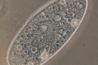 Paramecium image in Cell