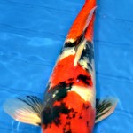 Sanke koi , 8 Charming Koi Fishes For Sale In pisces Category