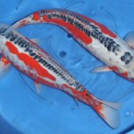Shusui Koi , 8 Beautiful Koi Fish Breeders In pisces Category