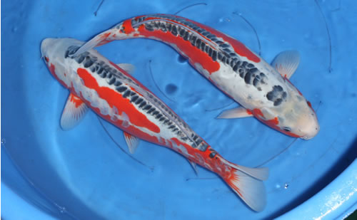 pisces , 8 Beautiful Koi Fish Breeders : Shusui Koi