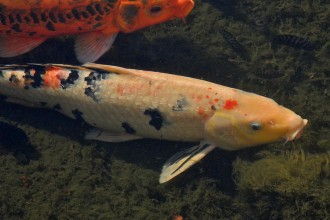 Two Koi Fish , 8 Nice Koi Fish Pricing In pisces Category