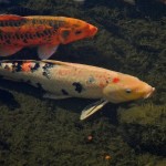 Two Koi Fish , 8 Nice Prices For Koi Fish In pisces Category