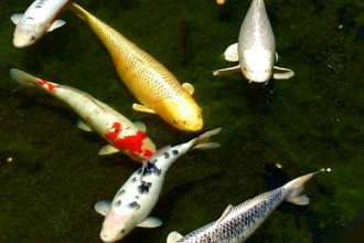 animals koi fish in Microbes