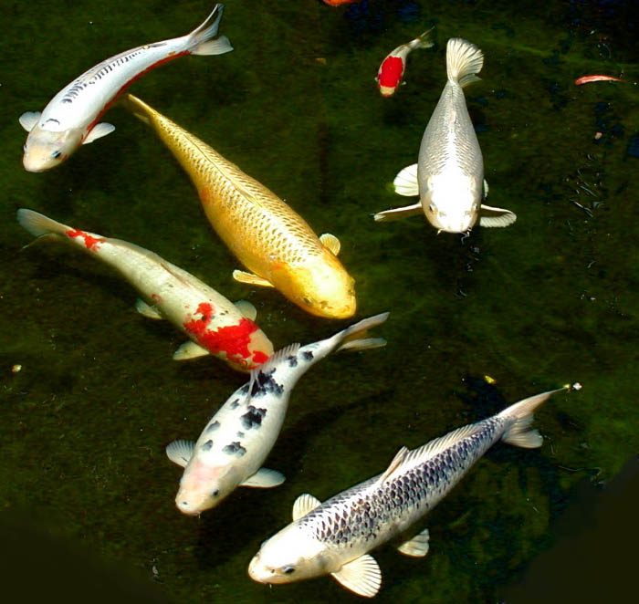 pisces , 7 Lovely Koi Fish Life Span : Animals Koi Fish