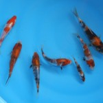 baby koi fish , 6 Beautiful Butterfly Koi Fish Care In pisces Category