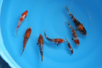baby koi fish in Butterfly