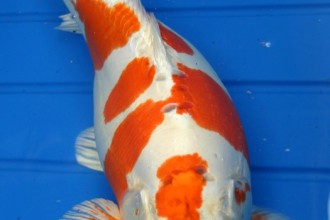  Best Koi Fish , 6 Top Buying Koi Fish In pisces Category